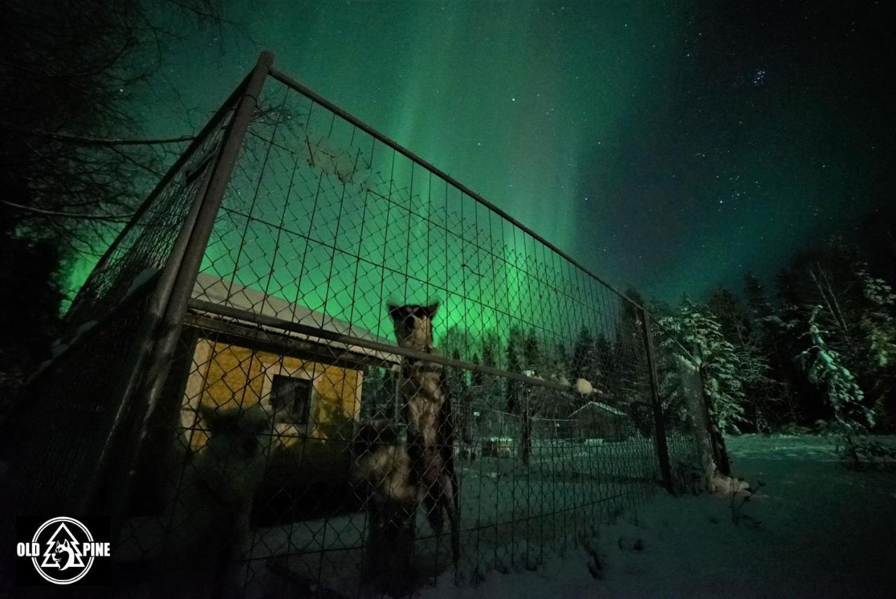 Old Pine Husky Lodge Sompujarvi Exterior foto